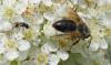 Andrena haemorrhoa